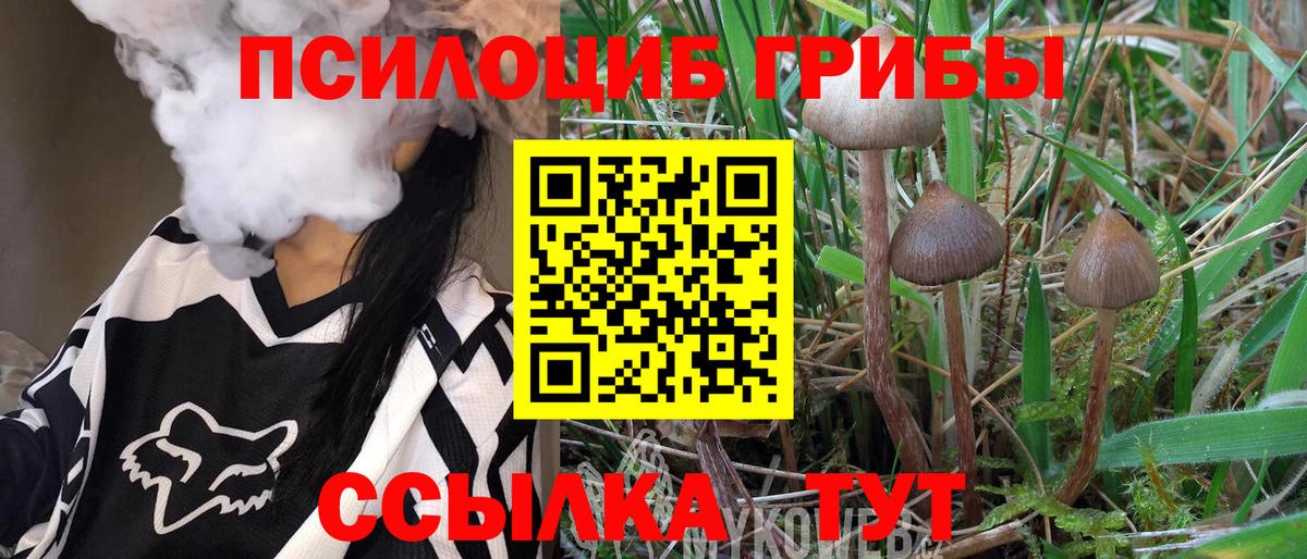 Галлюциногенные грибы Psilocybe Валуйки